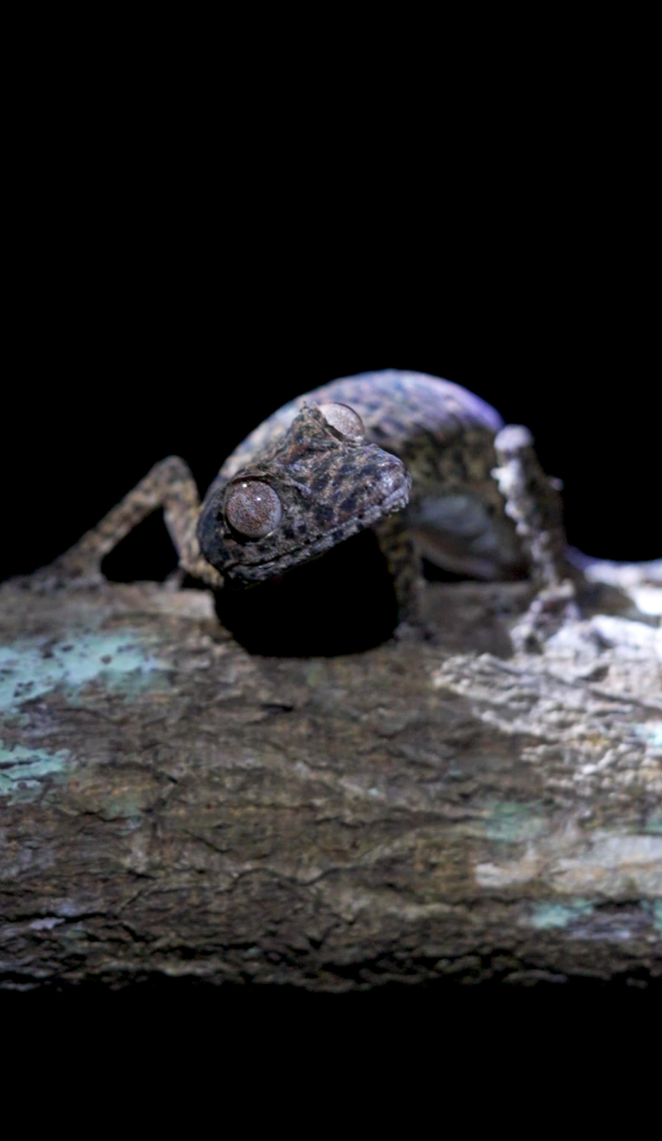 Endemic Treasures - 3